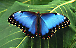 morpho.jpg