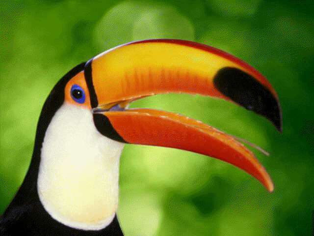toucan.gif